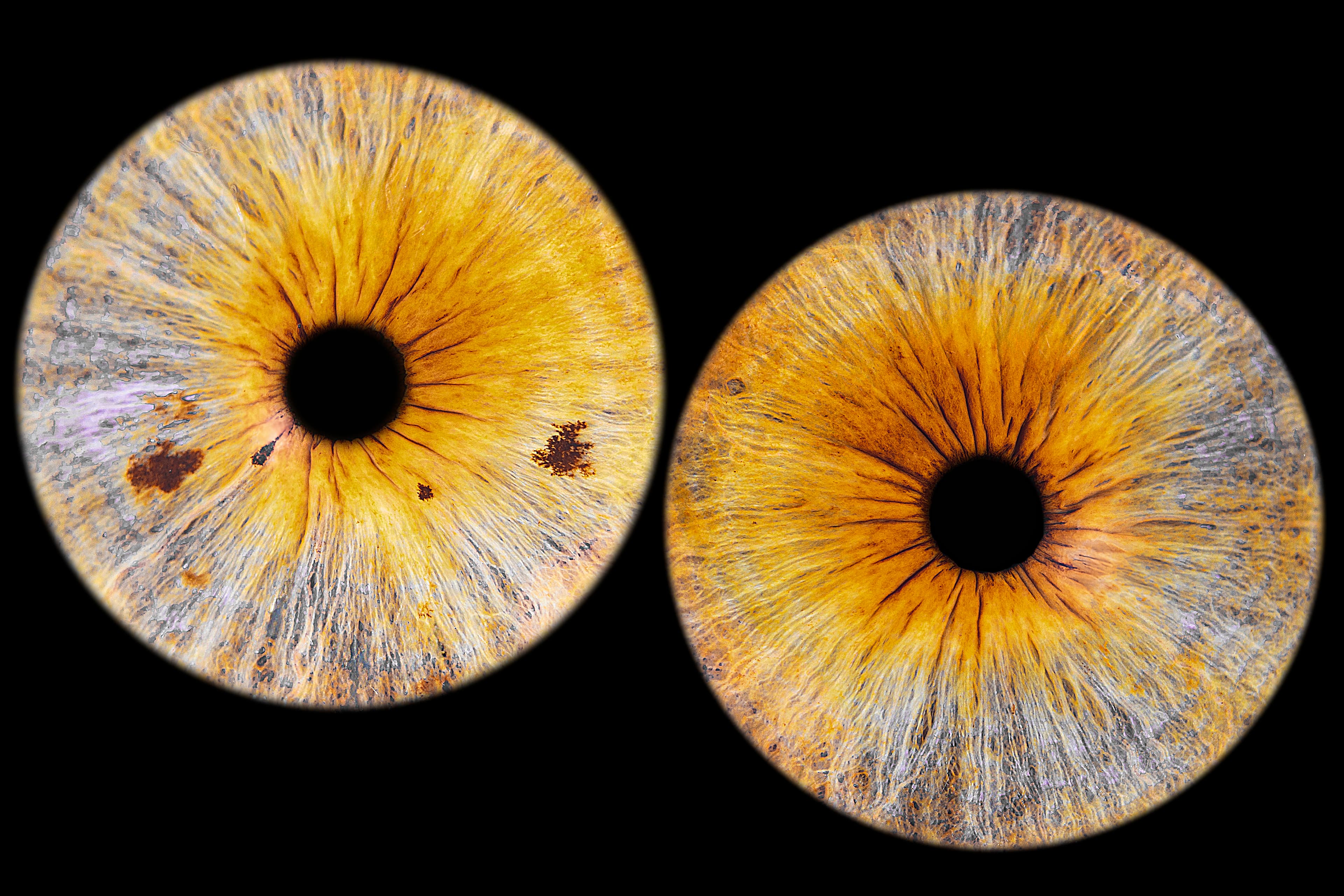 Photo iris duo sur fond noir uni