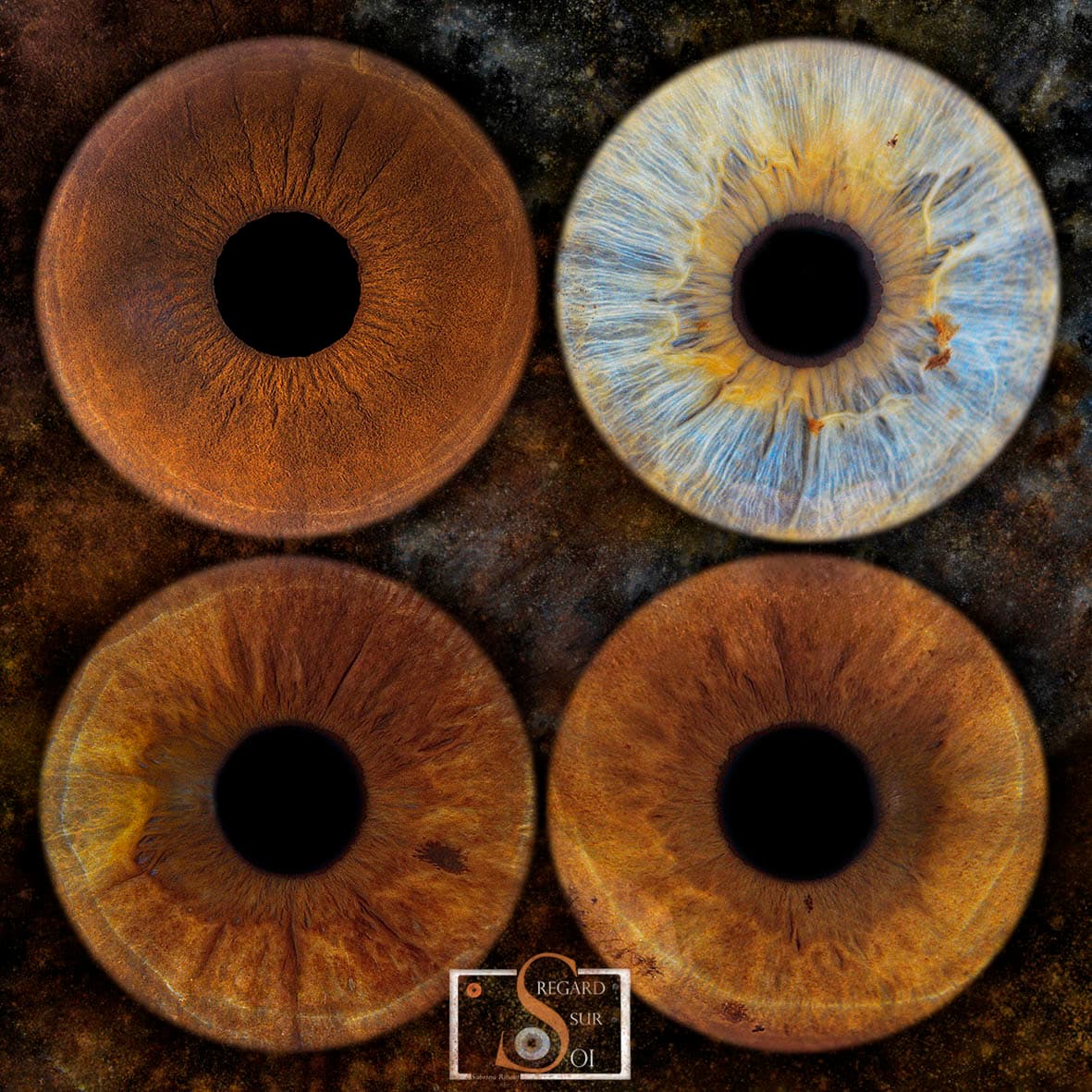 Photo iris quatuor tableau 30x30