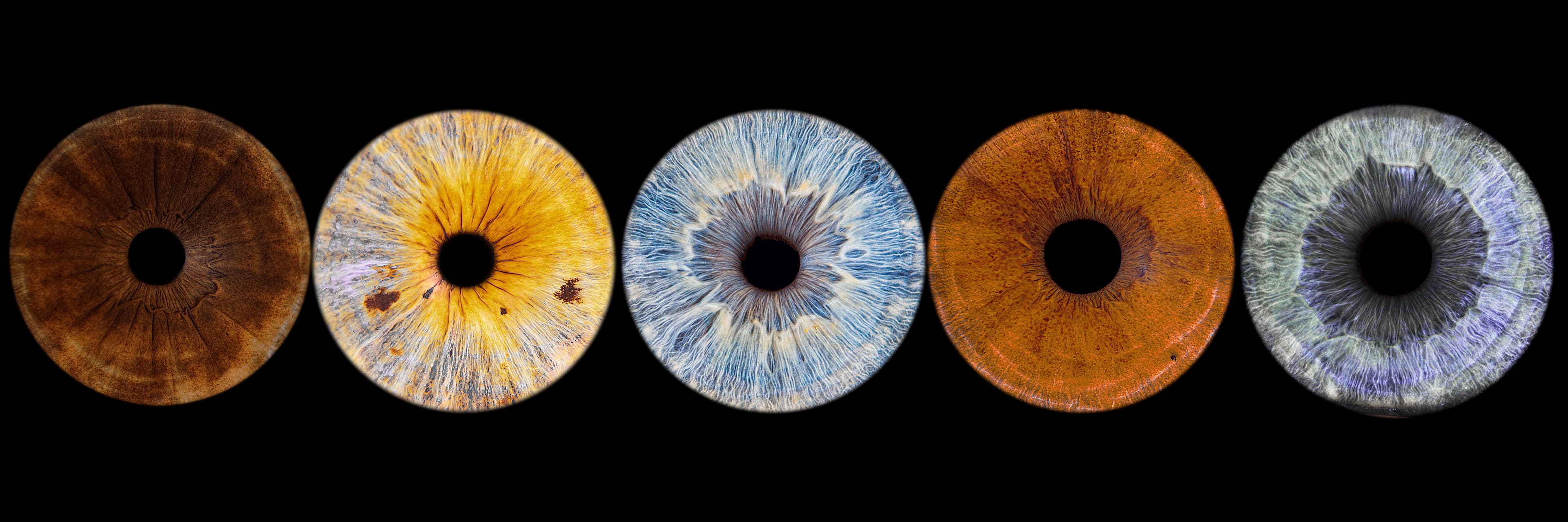 Photo iris quintuor sur fond noir uni - version A