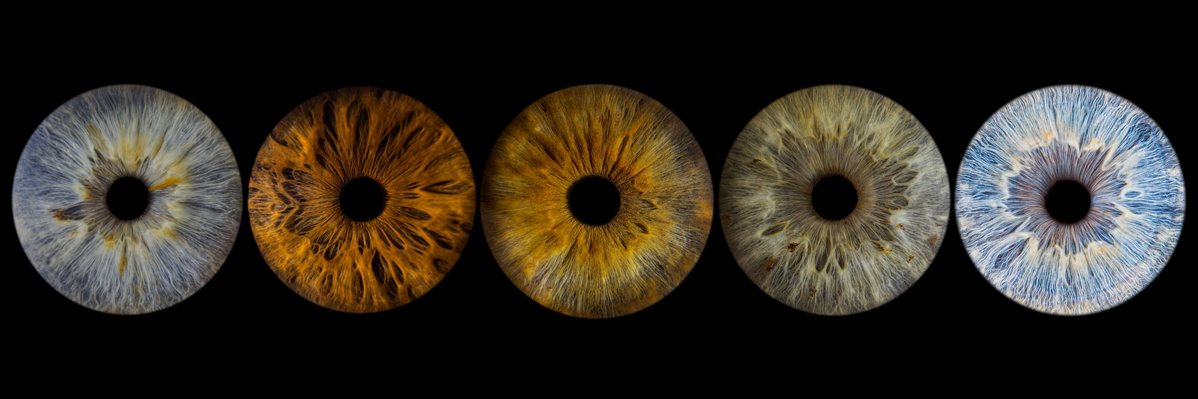 Photo iris quintuor sur fond noir uni - version B