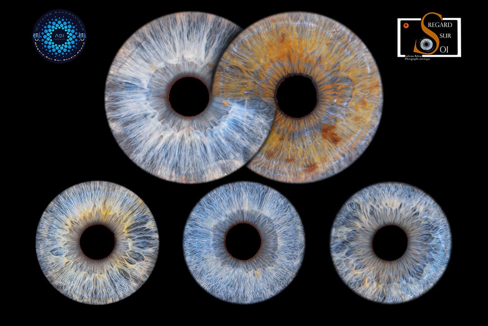 Photo iris quintuor tableau 30x45