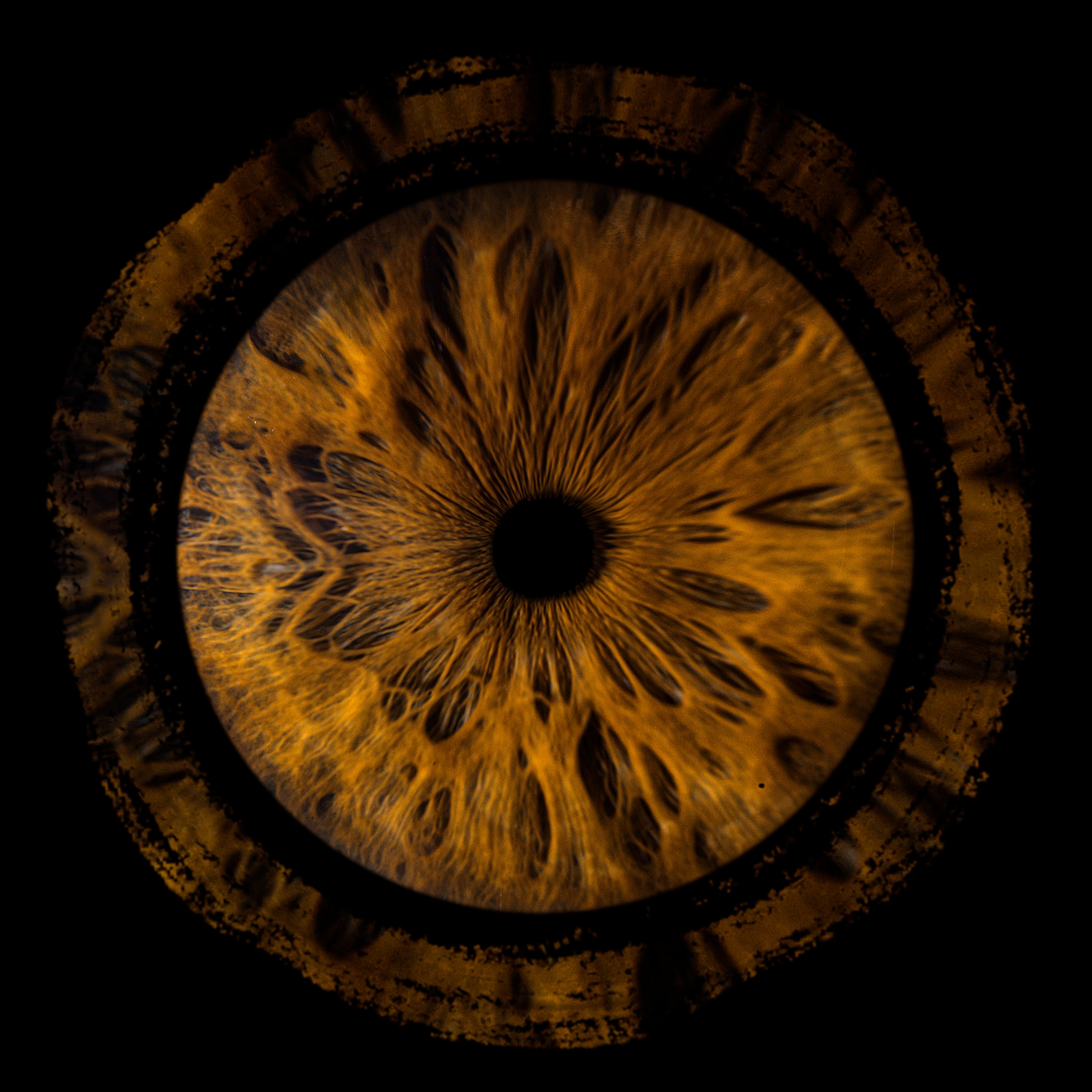 Photo iris solo avec effet anneau