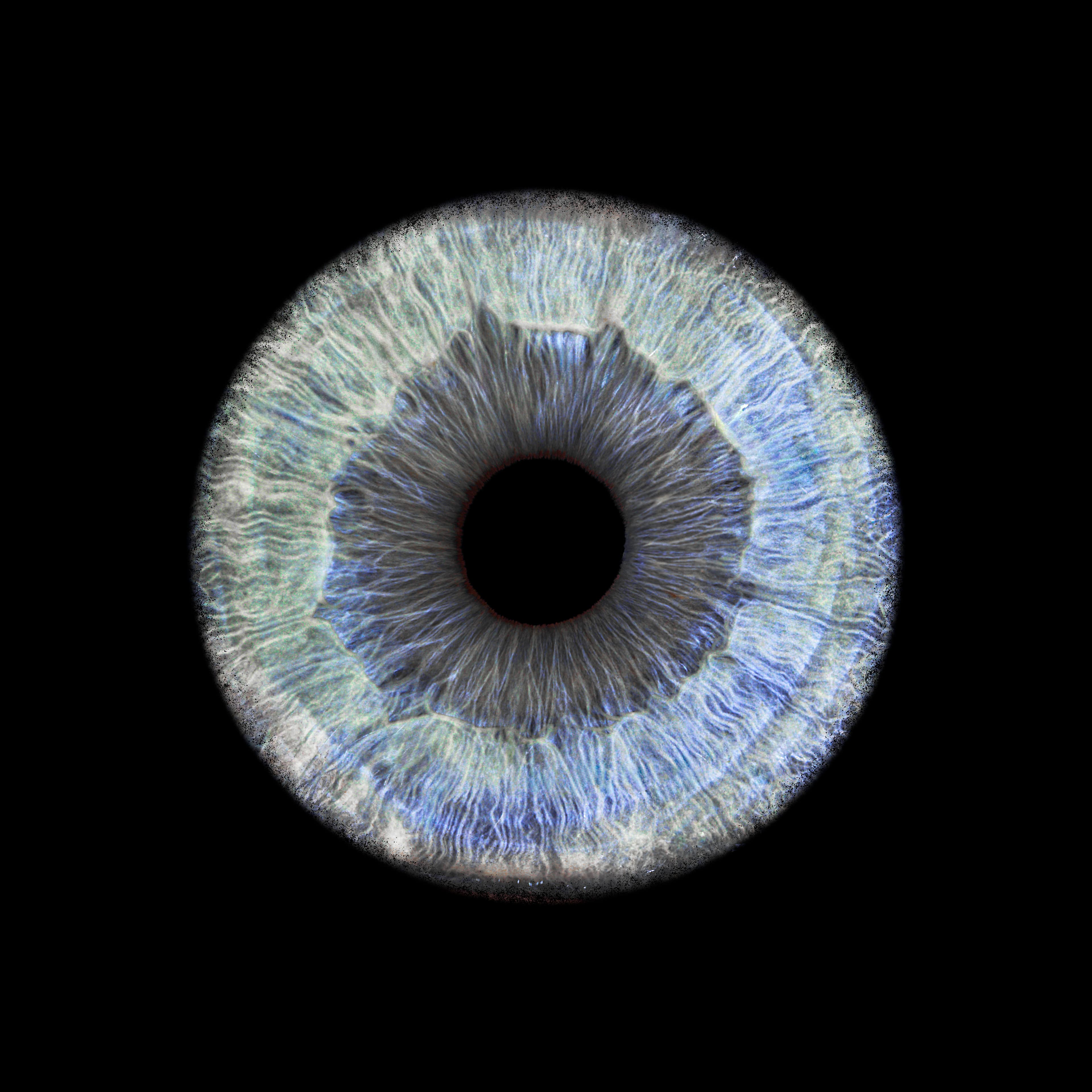 Photo iris solo sur fond noir uni