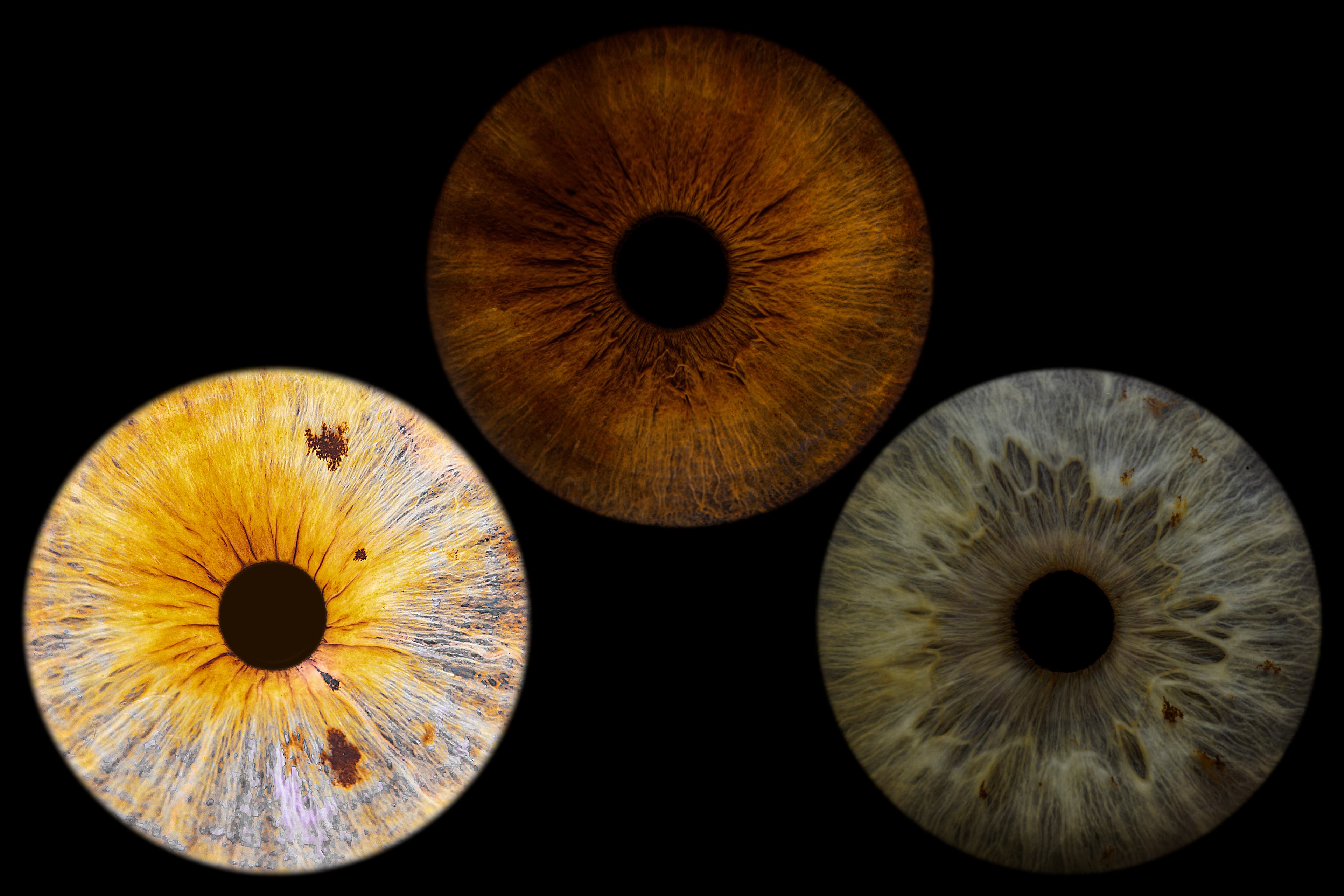 Photo iris trio sur fond noir uni